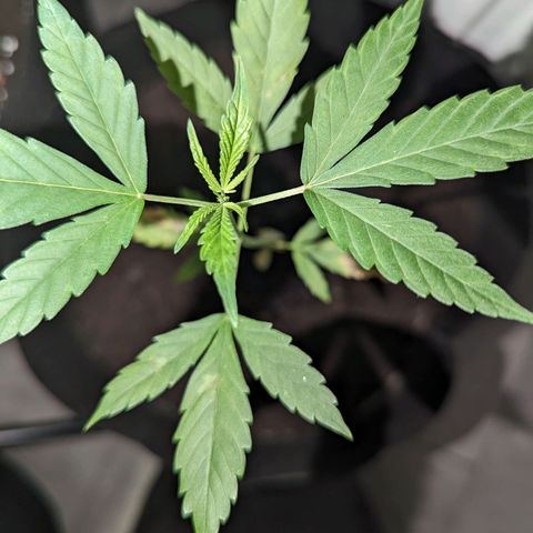 Opium growlog timeline photo