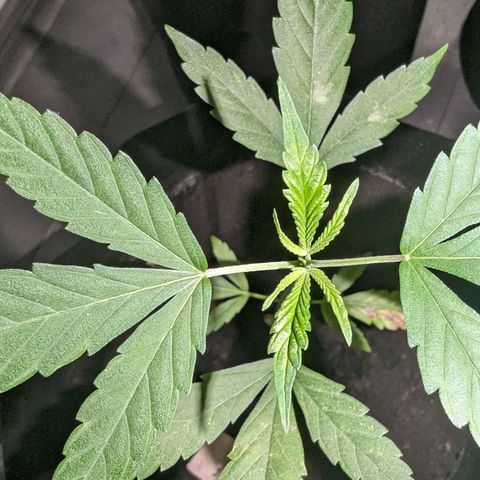 Opium growlog timeline photo