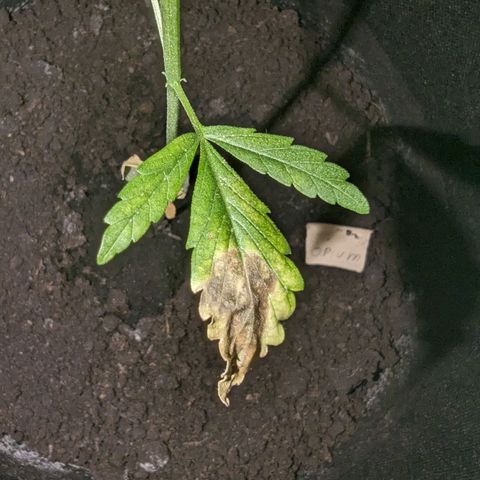 Opium growlog timeline photo