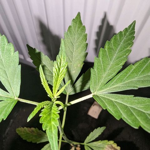 Opium growlog timeline photo