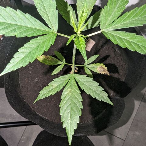 Opium growlog timeline photo