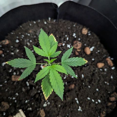 Tutankhamon  growlog timeline photo