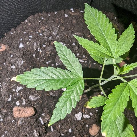 Tutankhamon  growlog timeline photo