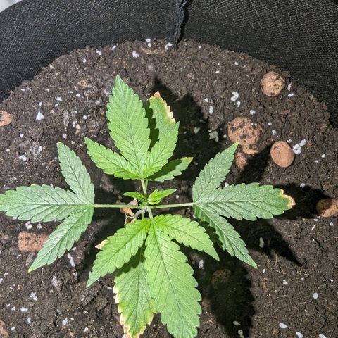 Tutankhamon  growlog timeline photo