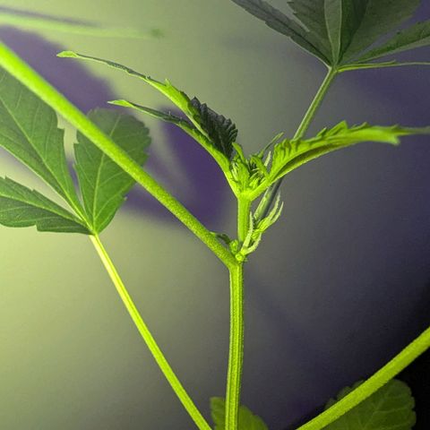 Owen Key growlog timeline photo