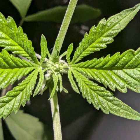 Owen Key growlog timeline photo