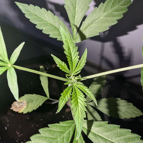 Owen Key growlog timeline photo