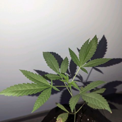 Owen Key growlog timeline photo