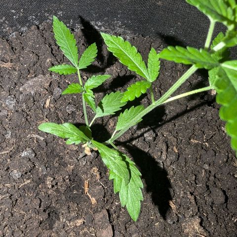 Sierra growlog timeline photo