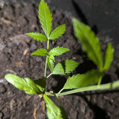 Sierra growlog timeline photo