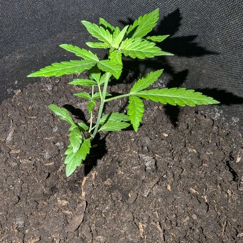 Sierra growlog timeline photo