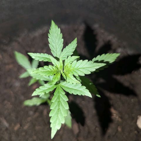 Sierra growlog timeline photo