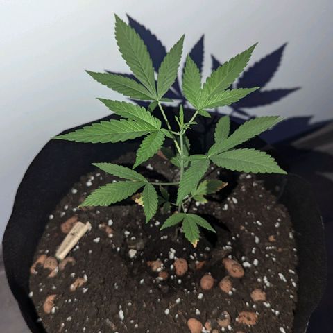 Tutankhamon  growlog timeline photo