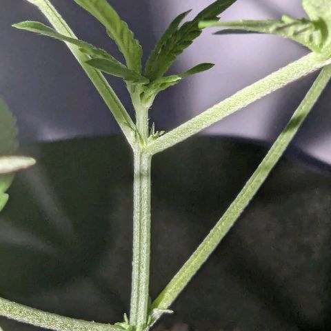 Tutankhamon  growlog timeline photo