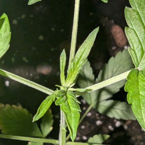 Tutankhamon  growlog timeline photo