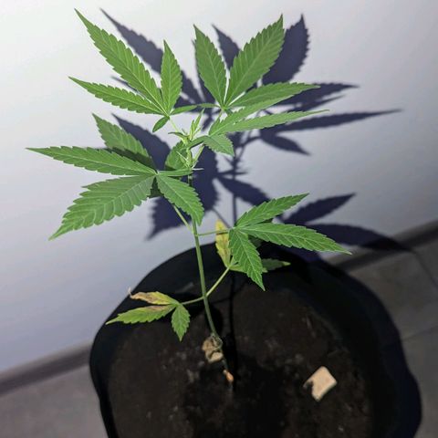 Opium growlog timeline photo