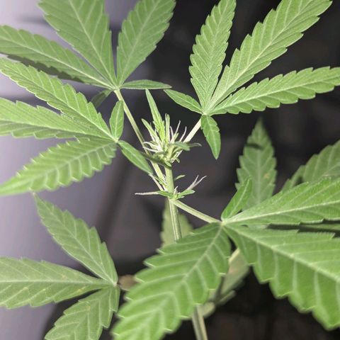 Opium growlog timeline photo