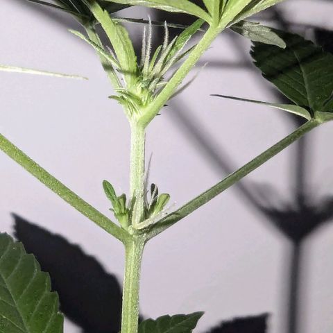 Opium growlog timeline photo