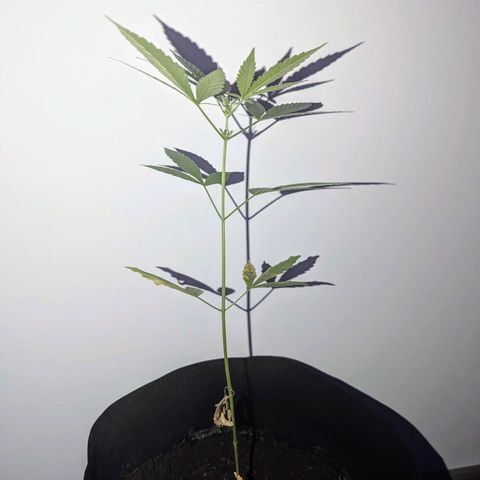 Opium growlog timeline photo