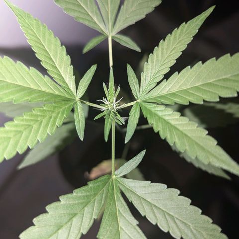 Opium growlog timeline photo