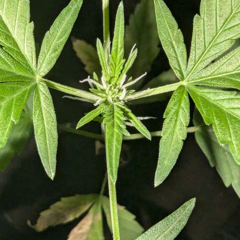Opium growlog timeline photo