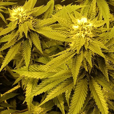 Wy-Kiki 710 T.H.Seeds growlog timeline photo