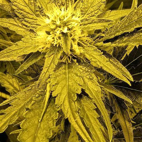 Wy-Kiki 710 T.H.Seeds growlog timeline photo