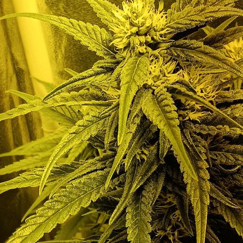 Wy-Kiki 710 T.H.Seeds growlog timeline photo