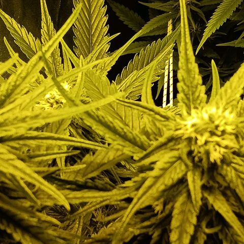 Wy-Kiki 710 T.H.Seeds growlog timeline photo