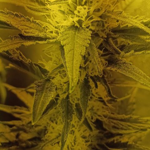 Wy-Kiki 710 T.H.Seeds growlog timeline photo