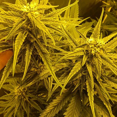 Wy-Kiki 710 T.H.Seeds growlog timeline photo