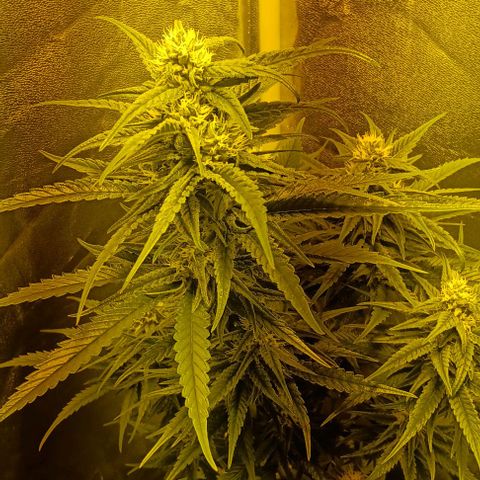 Wy-Kiki 710 T.H.Seeds growlog timeline photo