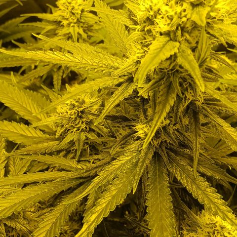 Wy-Kiki 710 T.H.Seeds growlog timeline photo