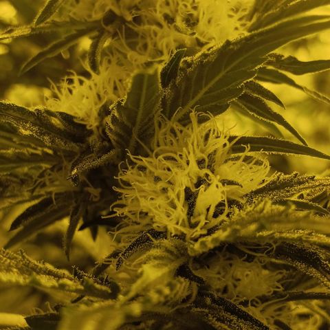 Wy-Kiki 710 T.H.Seeds growlog timeline photo