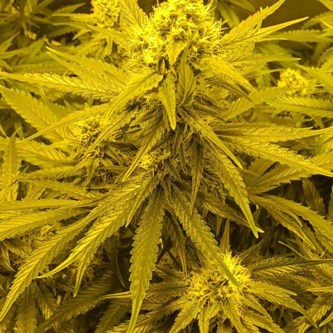 Wy-Kiki 710 T.H.Seeds growlog timeline photo