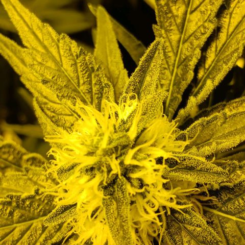 Wy-Kiki 710 T.H.Seeds growlog photo: 28° 
