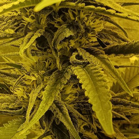 Wy-Kiki 710 T.H.Seeds growlog photo: 28° 