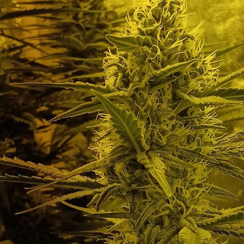 Wy-Kiki 710 T.H.Seeds growlog photo: 28° 