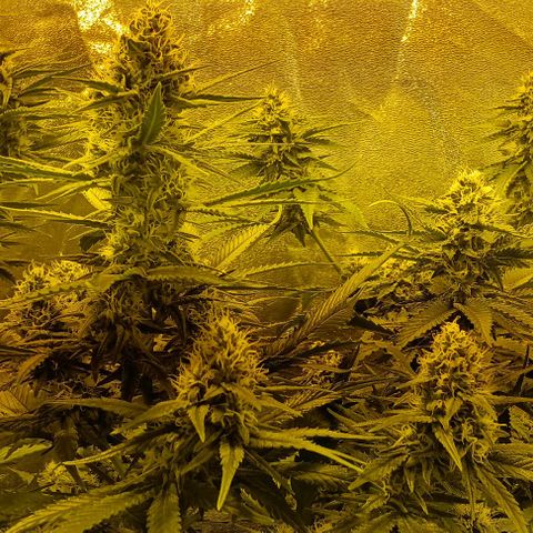 Wy-Kiki 710 T.H.Seeds growlog photo: 28° 