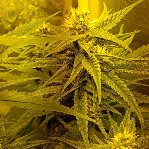 Wy-Kiki 710 T.H.Seeds growlog photo: 28° 