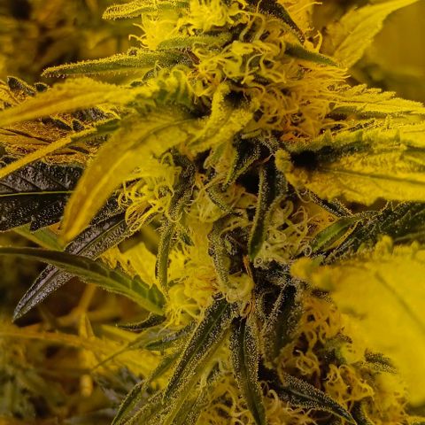 Wy-Kiki 710 T.H.Seeds growlog timeline photo