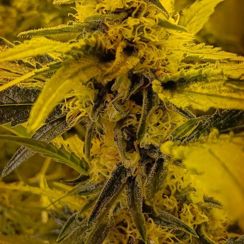 Wy-Kiki 710 T.H.Seeds growlog timeline photo