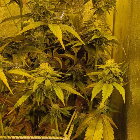 Wy-Kiki 710 T.H.Seeds growlog timeline photo