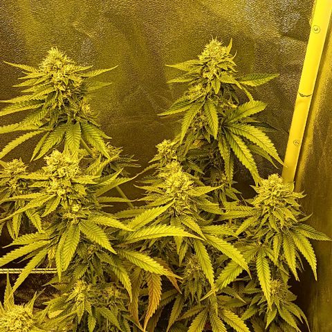 Wy-Kiki 710 T.H.Seeds growlog timeline photo