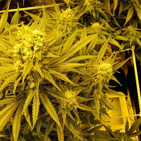 Wy-Kiki 710 T.H.Seeds growlog timeline photo