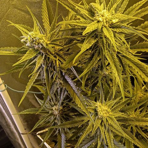 Wy-Kiki 710 T.H.Seeds growlog timeline photo