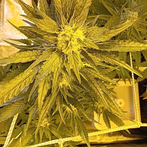 Wy-Kiki 710 T.H.Seeds growlog timeline photo