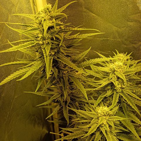 Wy-Kiki 710 T.H.Seeds growlog timeline photo
