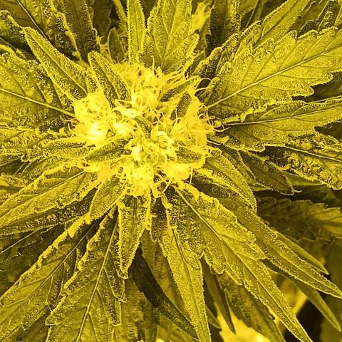Wy-Kiki 710 T.H.Seeds growlog timeline photo