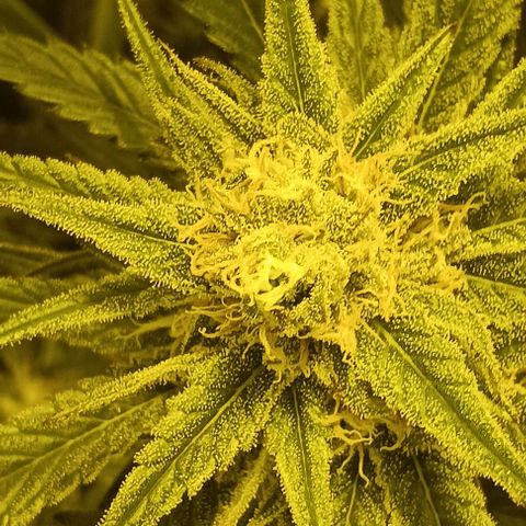 Wy-Kiki 710 T.H.Seeds growlog timeline photo